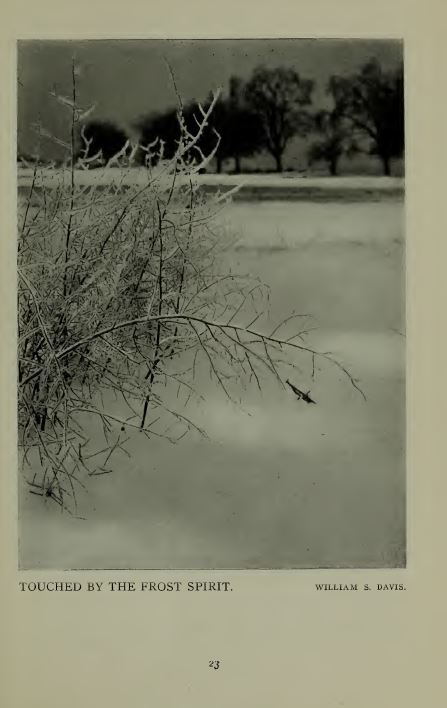 The American Annual of Photography