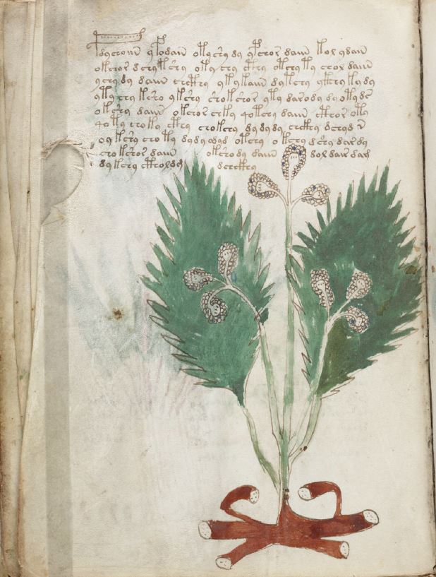 The Voynich Manuscript, 1400's Unsolved Code Cryptography ...